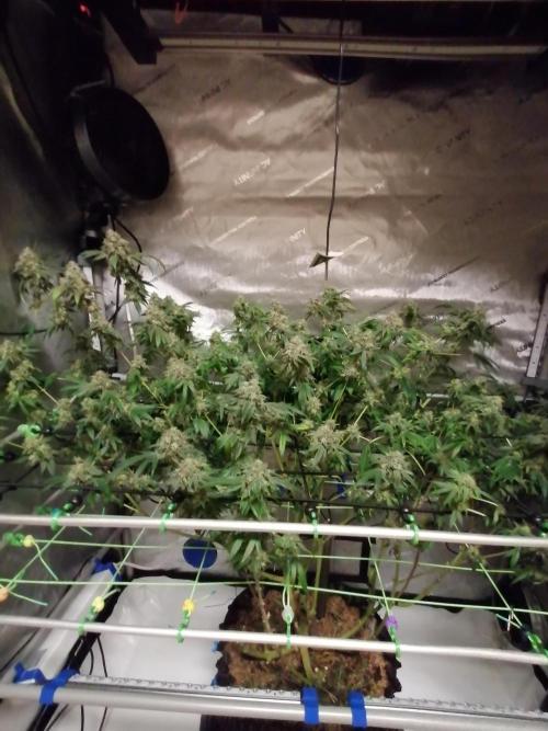 Sweet Berry's. Week 18 - Teilernte der Tops
W10D69