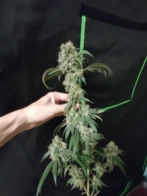 Sweet Berry's. Week 18 - Teilernte der Tops
W10D69