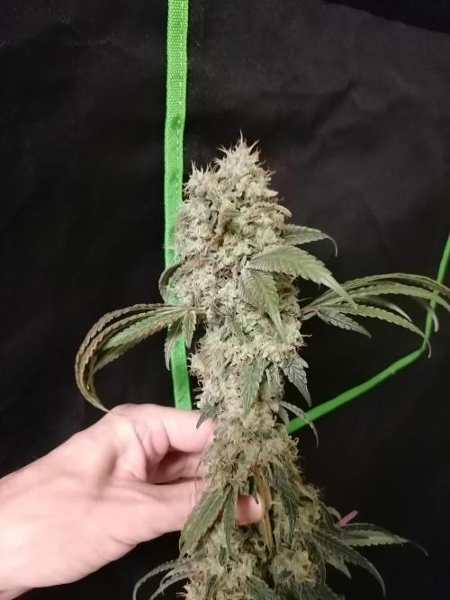 Sweet Berry's. Week 18 - Teilernte der Tops
W10D69