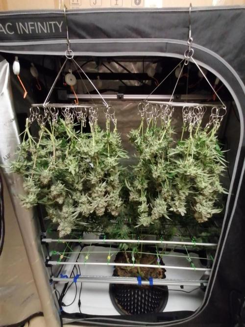 Sweet Berry's. Week 18 - Teilernte der Tops
W10D69
