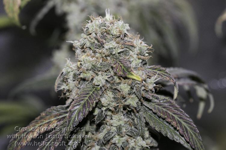Sweet Berry's. Week 18 - Blue Forrest Berry
W10D69 flower