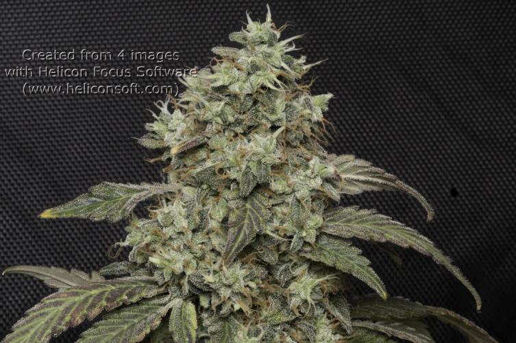 Sweet Berry's. Week 18 - Blue Forest Berry
W10D69 flower
