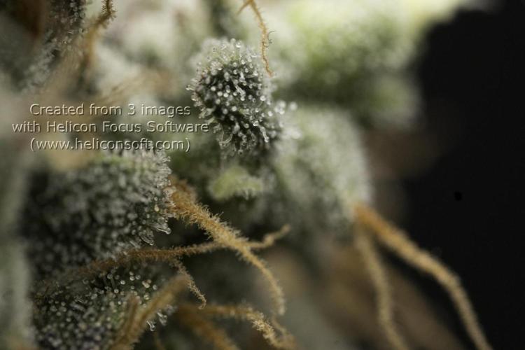 Sweet Berry's. Week 18 - Blue Forest Berry
W10D69 flower