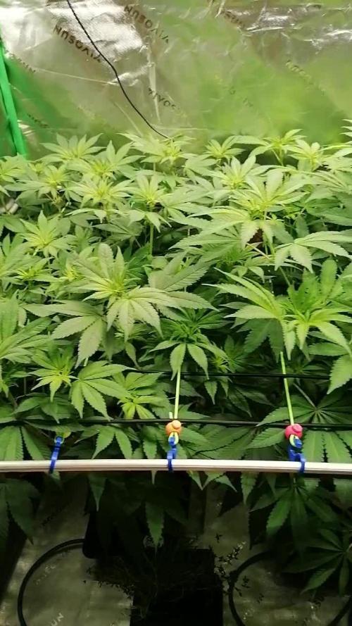 Sweetopia -Paradise Seeds-