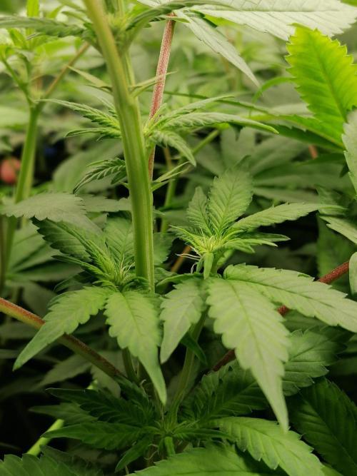 Sweetopia -Paradise Seeds-. Week 9 - W9D8 Flower 