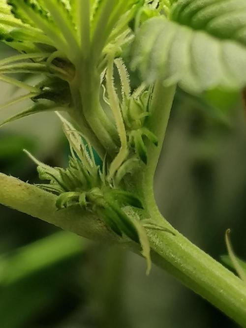 Sweetopia -Paradise Seeds-. Week 9 - W9D8 Flower 