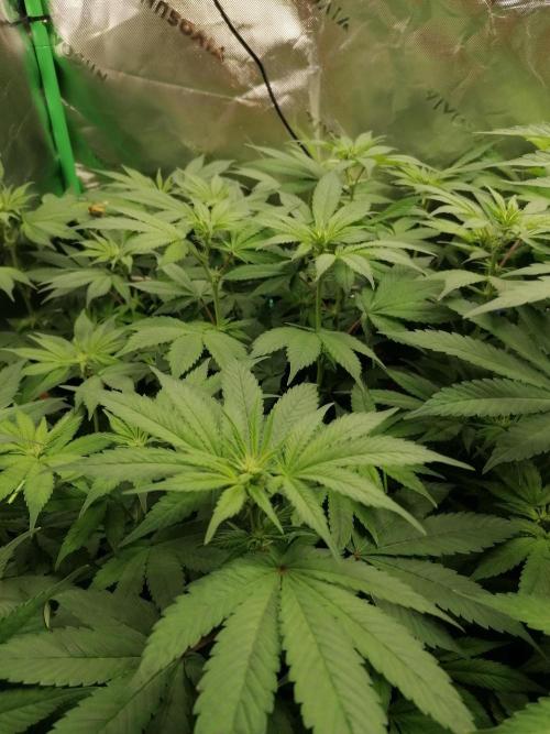 Sweetopia -Paradise Seeds-. Week 9 - W9D8 Flower 