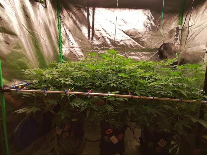 Sweetopia -Paradise Seeds-. Week 9 - W9D8 Flower 
