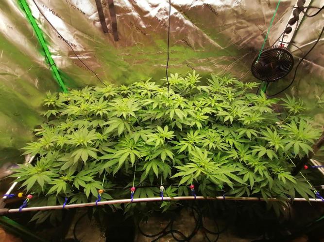 Sweetopia -Paradise Seeds-. Week 9 - W9D8 Flower 