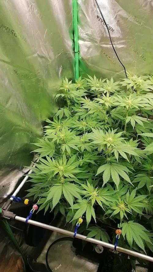 Sweetopia -Paradise Seeds-