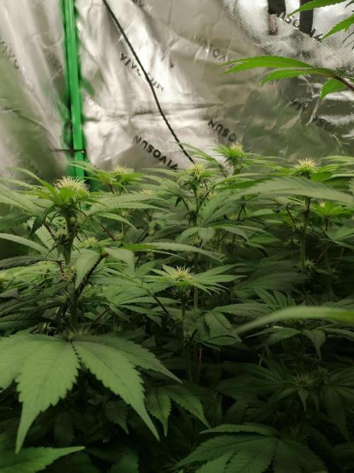 Sweetopia -Paradise Seeds-. Week 10 - W10D15 Flower 