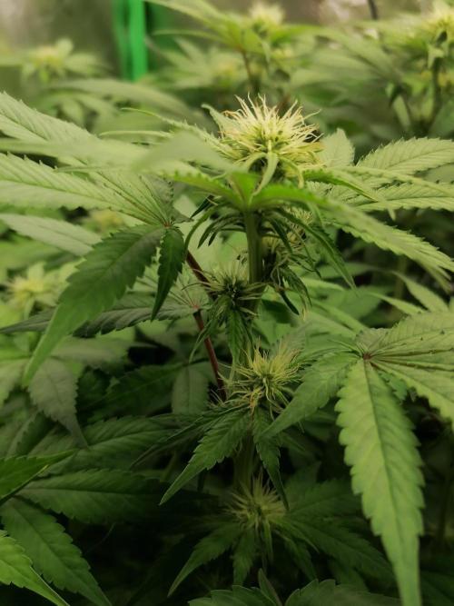 Sweetopia -Paradise Seeds-. Week 10 - W10D15 Flower 