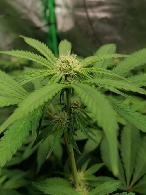 Sweetopia -Paradise Seeds-. Week 10 - W10D15 Flower 