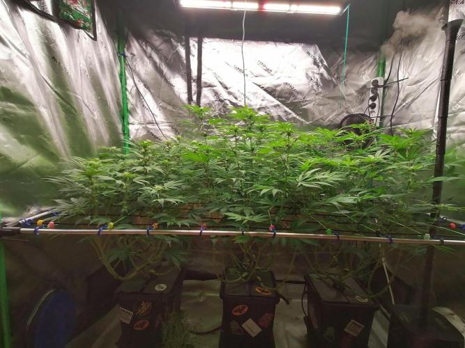 Sweetopia -Paradise Seeds-. Week 10 - W10D15 Flower 