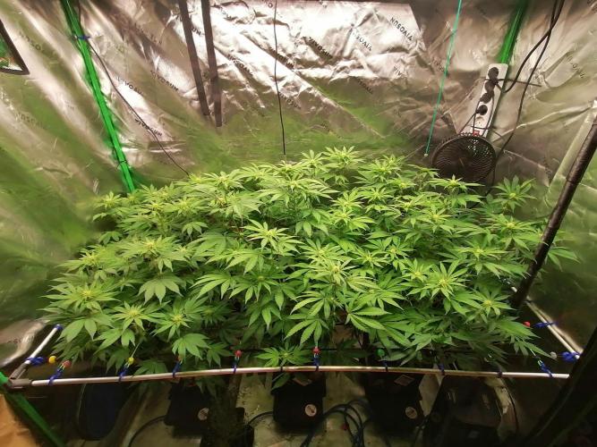 Sweetopia -Paradise Seeds-. Week 10 - W10D15 Flower 