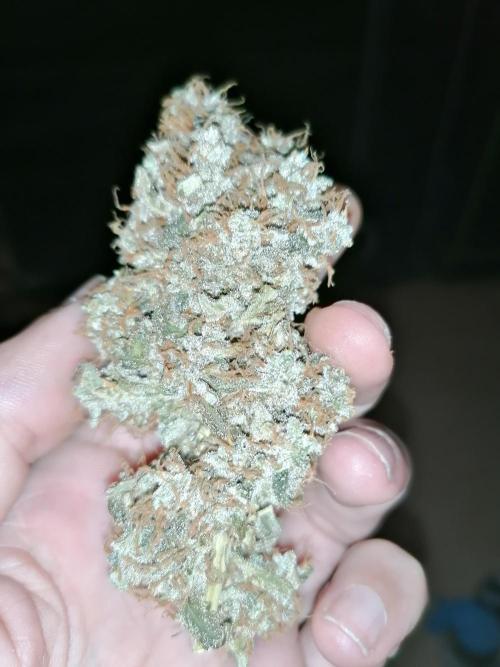 Sweet Berry's. Week 18