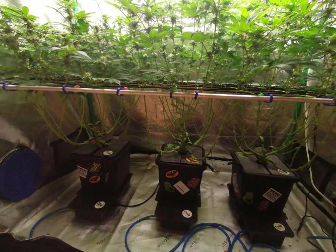 Sweetopia -Paradise Seeds-. Week 11 - W11D22 Flower 