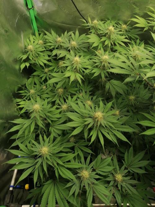 Sweetopia -Paradise Seeds-. Week 11 - W11D22 
Links