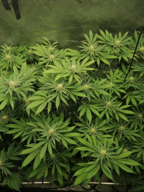 Sweetopia -Paradise Seeds-. Week 11 - W11D22 
Mitte
