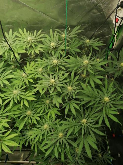 Sweetopia -Paradise Seeds-. Week 11 - W11D22 
Rechts
