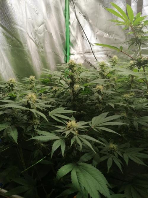 Sweetopia -Paradise Seeds-. Week 11 - W11D22 Flower 