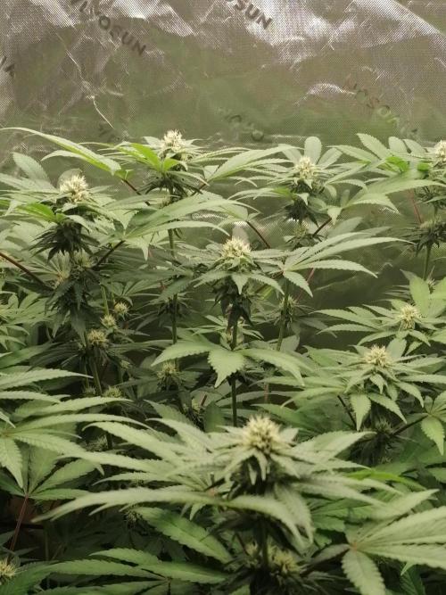 Sweetopia -Paradise Seeds-. Week 11 - W11D22 Flower 