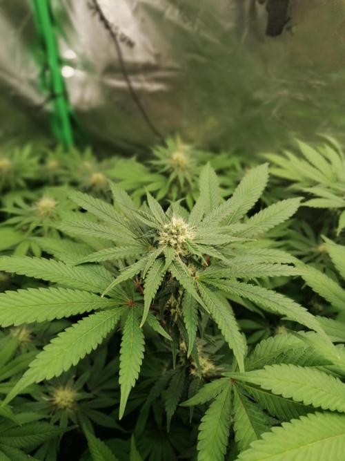Sweetopia -Paradise Seeds-. Week 11 - W11D22 Flower 