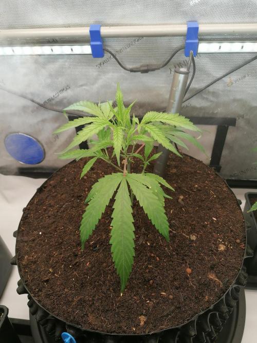 🍒 Chilled Cherry 🍒 . Week 2