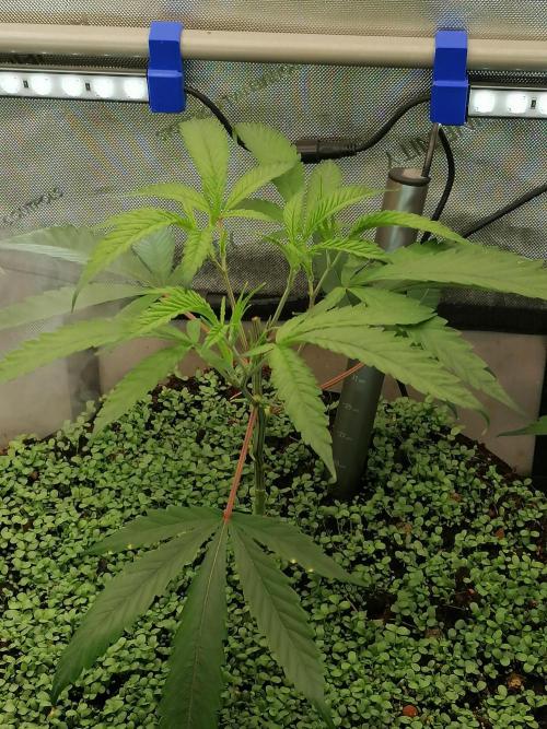 🍒 Chilled Cherry 🍒. Week 3
