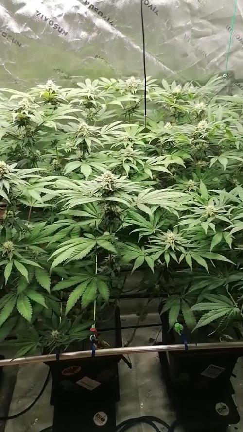 Sweetopia -Paradise Seeds-