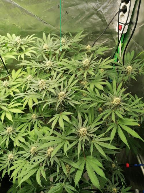 Sweetopia -Paradise Seeds-. Week 12 - W12D29 Flower 
Rechts