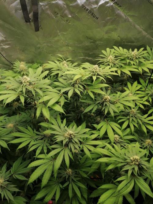 Sweetopia -Paradise Seeds-. Week 12 - W12D29 Flower 
Mitte