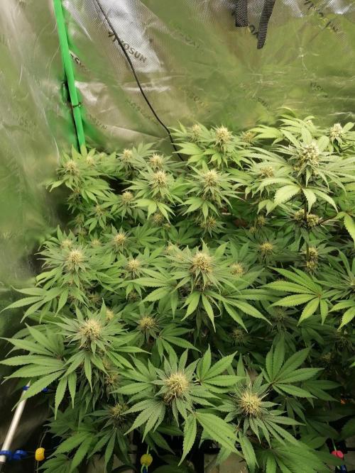 Sweetopia -Paradise Seeds-. Week 12 - W12D29 Flower 
Links 