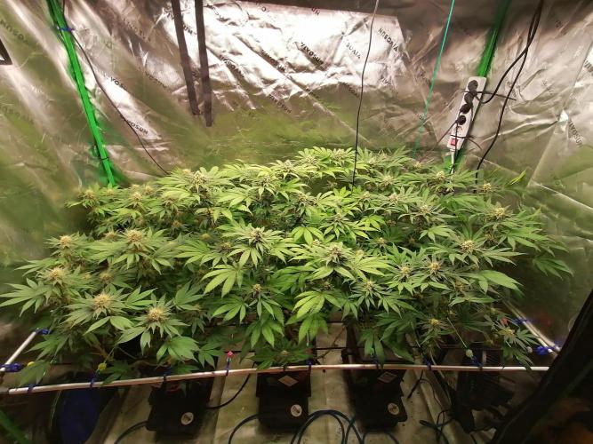 Sweetopia -Paradise Seeds-. Week 12 - W12D29 Flower 