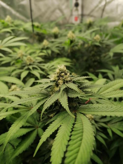 Sweetopia -Paradise Seeds-. Week 12 - W12D29 Flower 