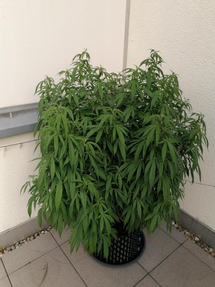 Sweet Berry's. Week 22 - Chilled Cherry
W22