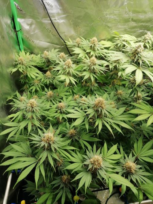 Sweetopia -Paradise Seeds-. Week 13 - W13D36 links