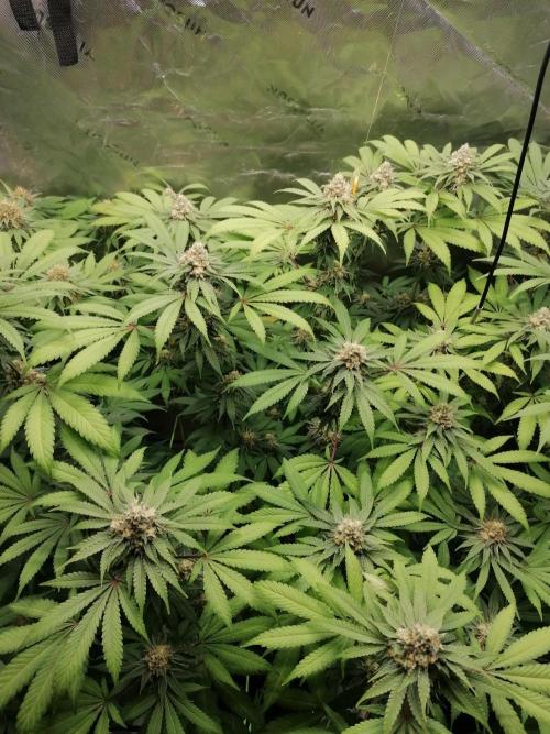 Sweetopia -Paradise Seeds-. Week 13 - W13D36 mitte