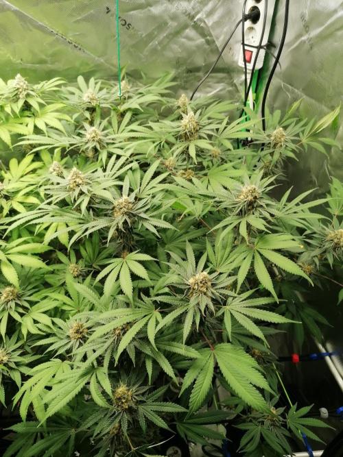 Sweetopia -Paradise Seeds-. Week 13 - W13D36 rechts