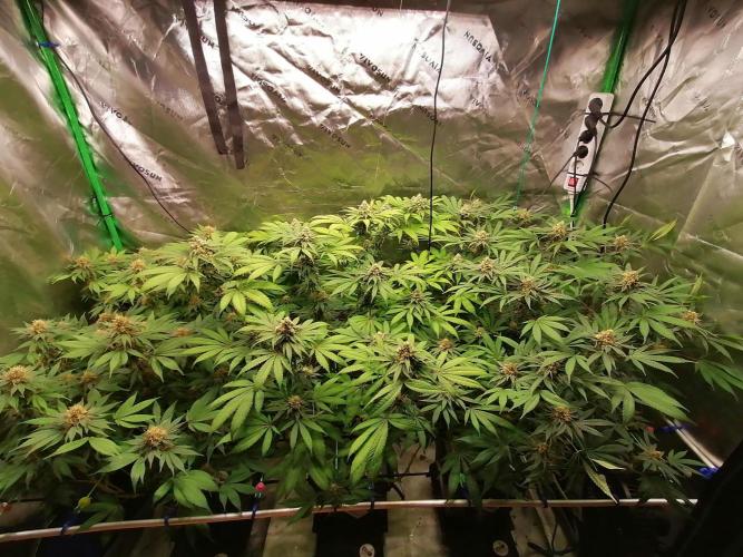 Sweetopia -Paradise Seeds-. Week 13 - W13D36 Blüte 