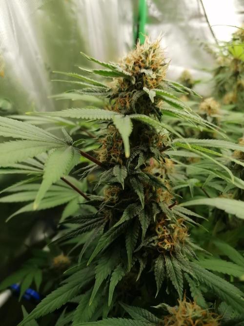 Sweetopia -Paradise Seeds-. Week 13 - Links