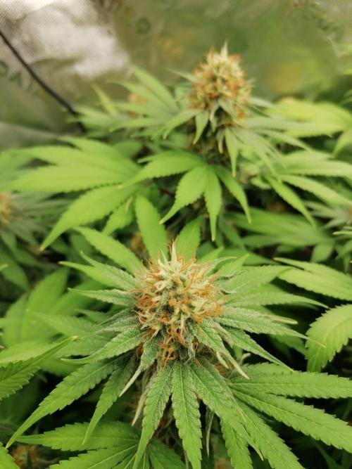 Sweetopia -Paradise Seeds-. Week 13 - Links