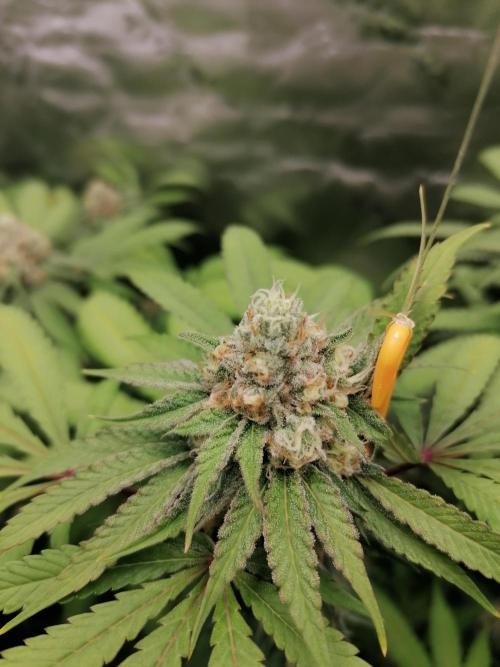 Sweetopia -Paradise Seeds-. Week 13 - Mitte