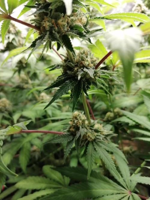 Sweetopia -Paradise Seeds-. Week 13 - Mitte