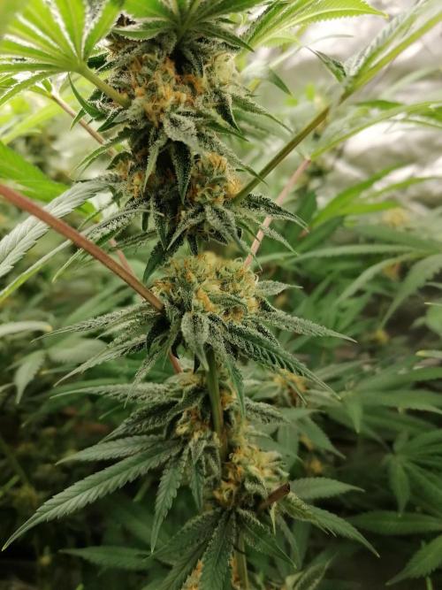 Sweetopia -Paradise Seeds-. Week 13 - Rechts