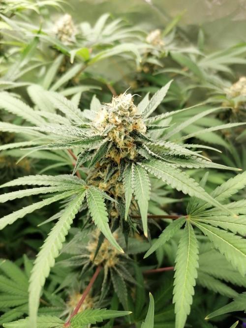 Sweetopia -Paradise Seeds-. Week 13 - Rechts