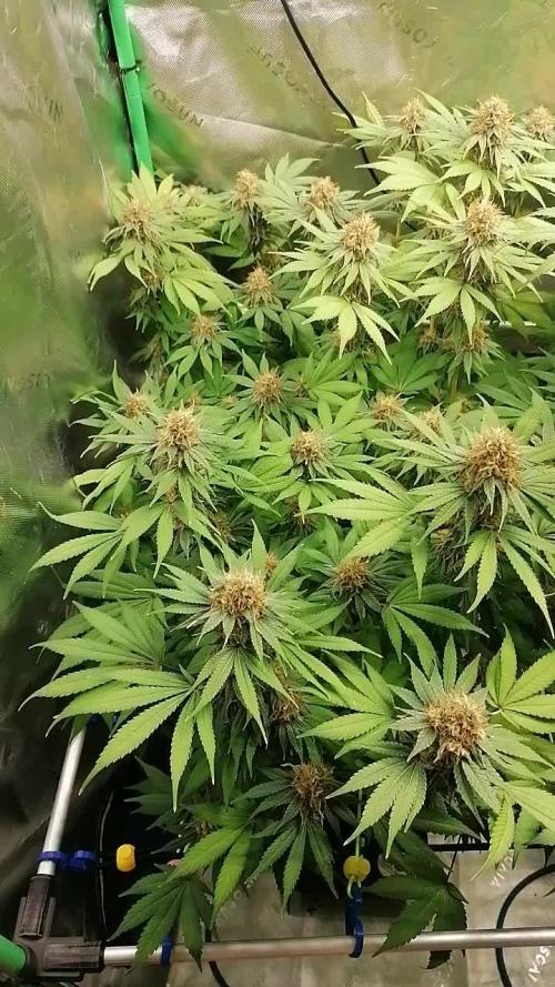 Sweetopia -Paradise Seeds-