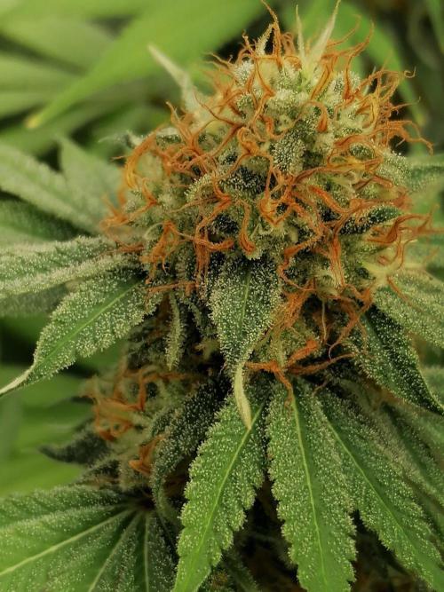 Sweetopia -Paradise Seeds-. Week 14 - W7D43 links