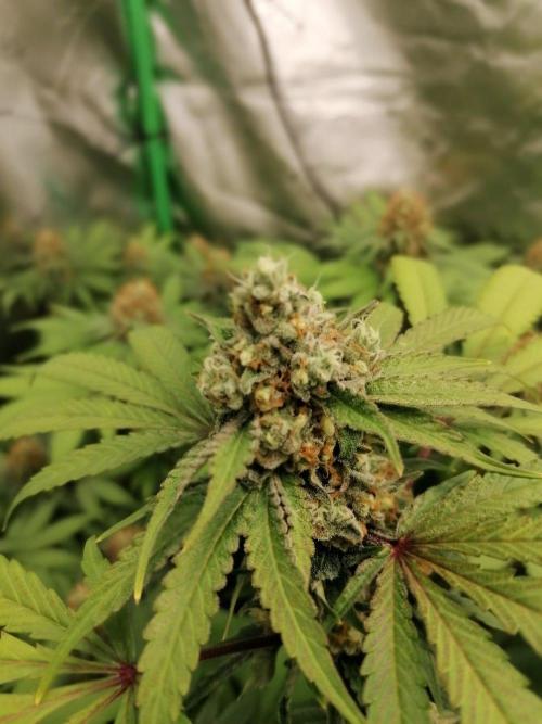 Sweetopia -Paradise Seeds-. Week 14 - W7D43 Mitte