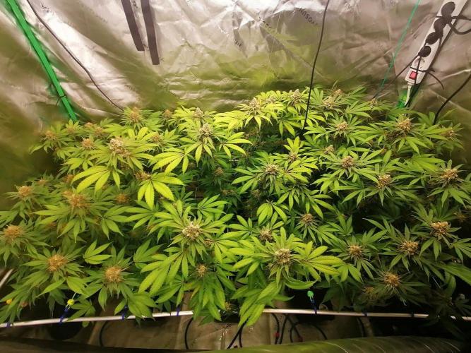 Sweetopia -Paradise Seeds-. Week 14 - W7D43